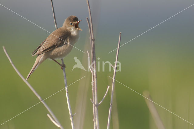 Bosrietzanger (Acrocephalus palustris)