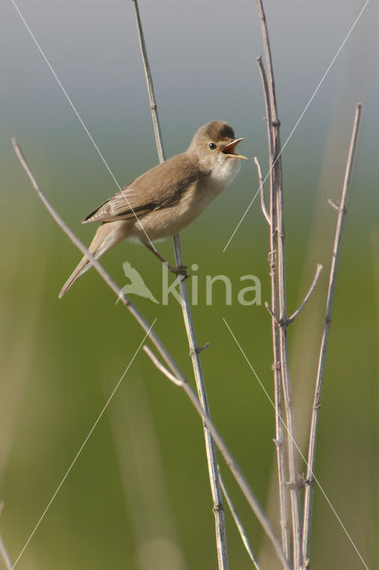 Bosrietzanger (Acrocephalus palustris)