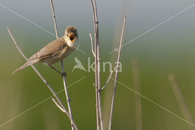 Bosrietzanger (Acrocephalus palustris)