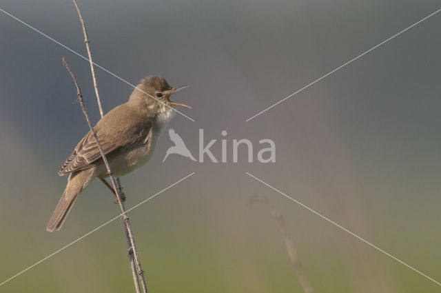 Bosrietzanger (Acrocephalus palustris)