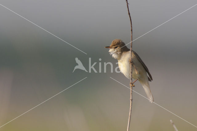 Bosrietzanger (Acrocephalus palustris)