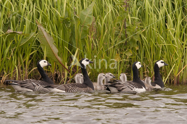 Brandgans (Branta leucopsis)