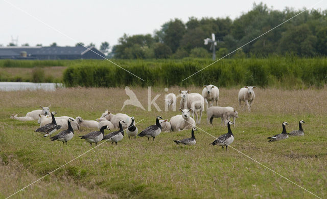 Brandgans (Branta leucopsis)