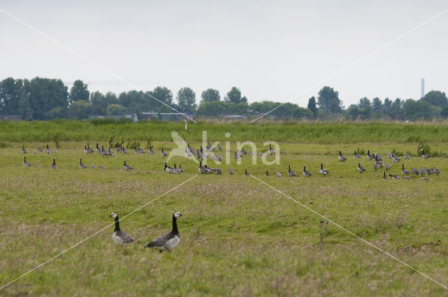 Barnacle Goose (Branta leucopsis)