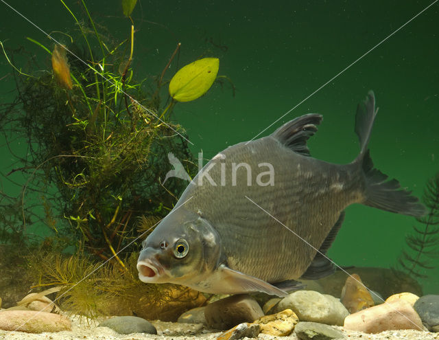 Bream (Abramis brama)