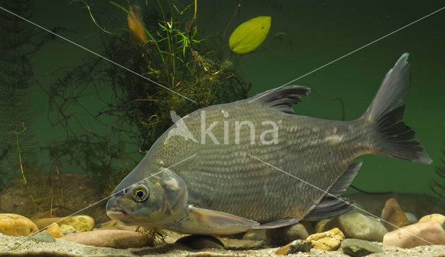 Bream (Abramis brama)