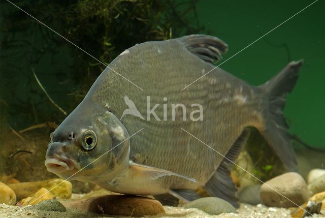 Bream (Abramis brama)