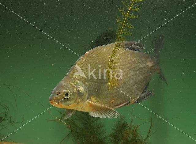 Bream (Abramis brama)