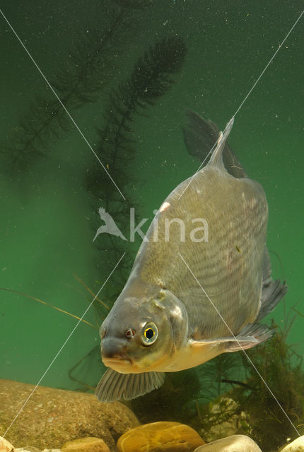 Bream (Abramis brama)