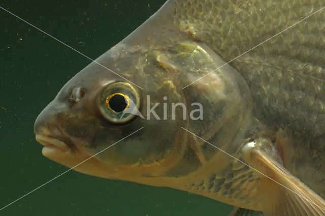 Bream (Abramis brama)