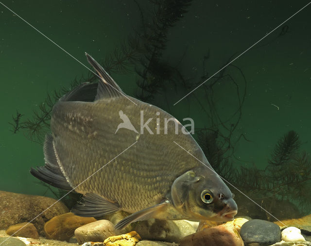 Bream (Abramis brama)