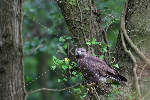 Buizerd (Buteo buteo)