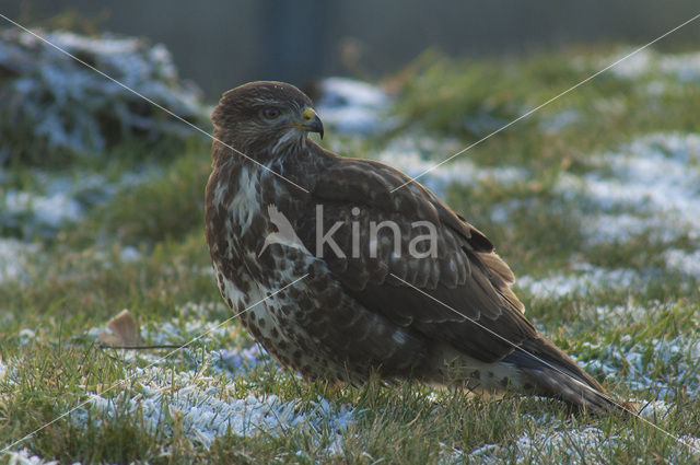 Buizerd (Buteo buteo)