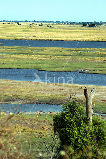 Chobe national park