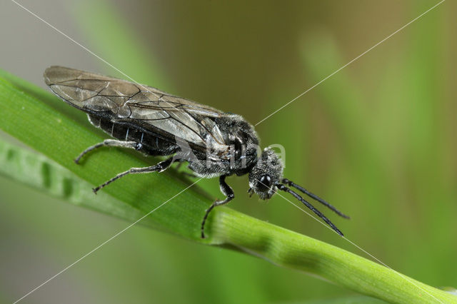 Dolerus varispinus