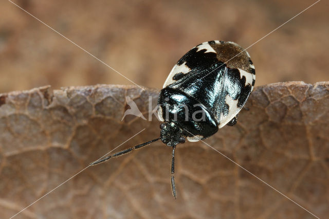 Dovenetelwants (Tritomegas bicolor)