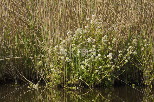 Common Scurvygrass (Cochlearia officinalis ssp. officinalis)