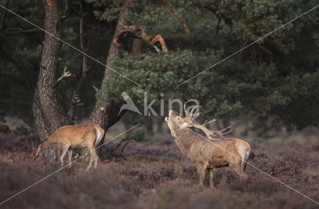 Edelhert (Cervus elaphus)