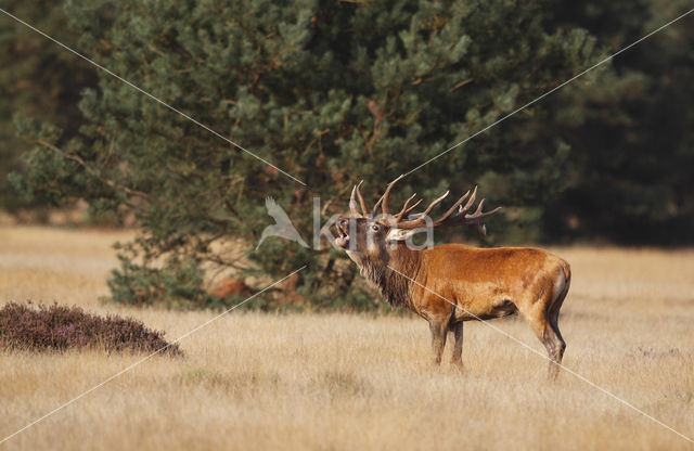 Edelhert (Cervus elaphus)