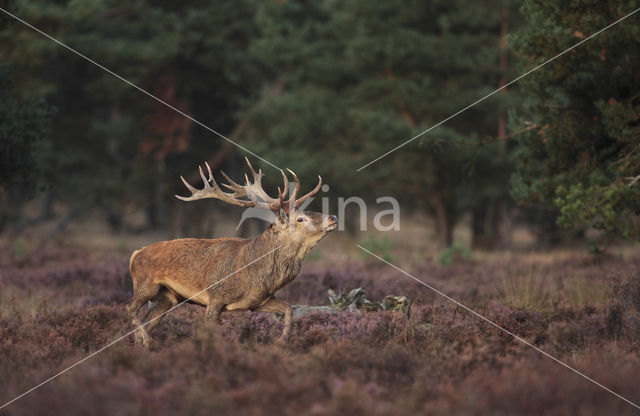 Edelhert (Cervus elaphus)