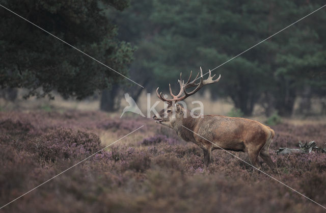 Edelhert (Cervus elaphus)