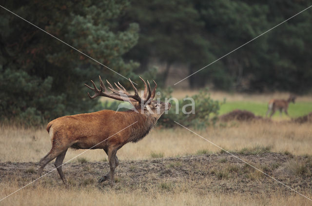 Edelhert (Cervus elaphus)