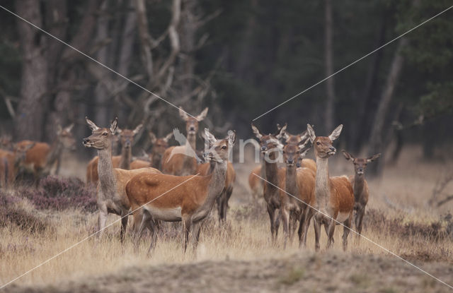 Edelhert (Cervus elaphus)