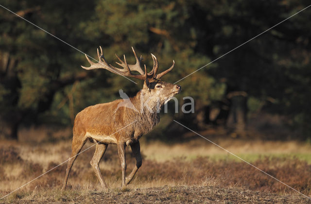 Edelhert (Cervus elaphus)