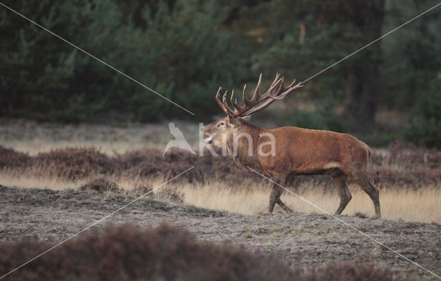 Edelhert (Cervus elaphus)