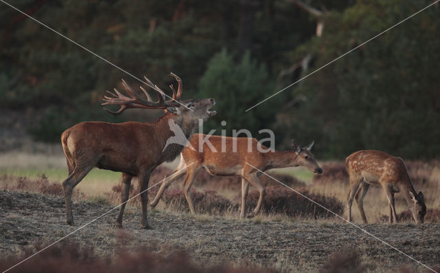 Edelhert (Cervus elaphus)