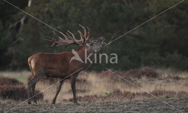 Edelhert (Cervus elaphus)