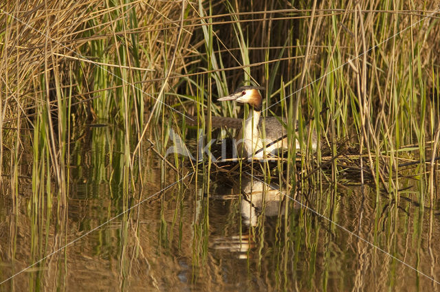 Fuut (Podiceps cristatus)