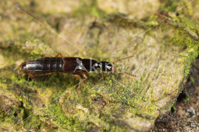 Gabrius splendidulus