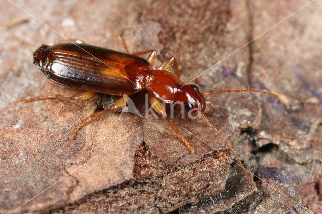 Geelbruine Schorsloper (Dromius angustus)