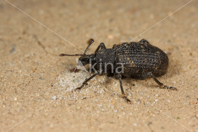 Gegroefde lapsnuitkever (Otiorhynchus sulcatus)