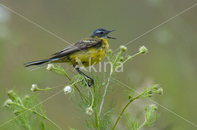 Gele Kwikstaart (Motacilla flava)