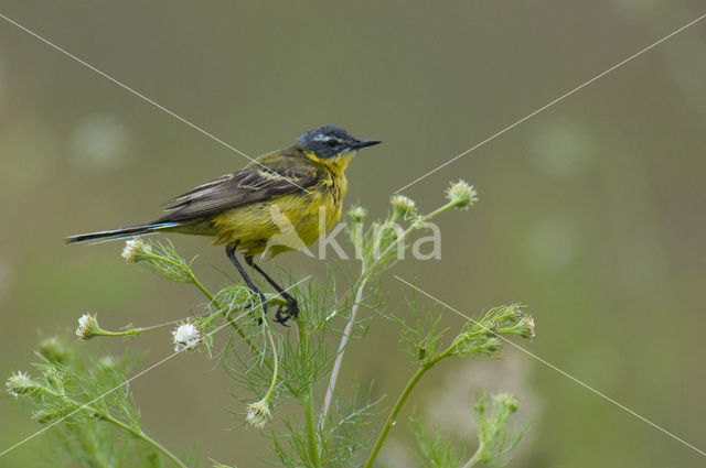 Gele Kwikstaart (Motacilla flava)