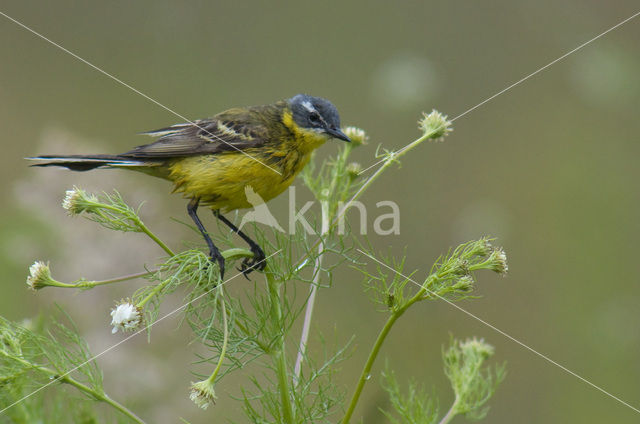 Gele Kwikstaart (Motacilla flava)