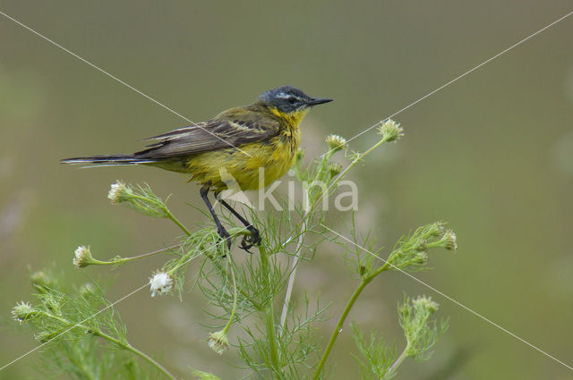 Gele Kwikstaart (Motacilla flava)