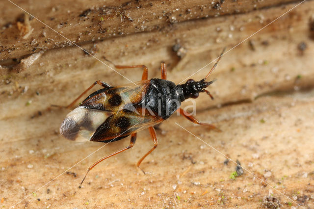 Gewone bloemwants (Anthocoris nemorum)