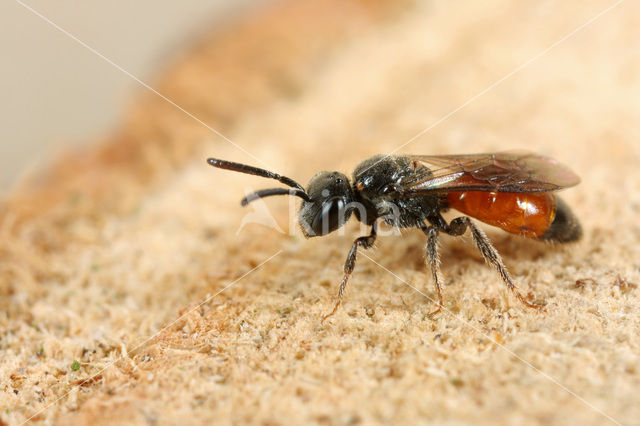 Glanzende dwergbloedbij (Sphecodes geoffrellus)