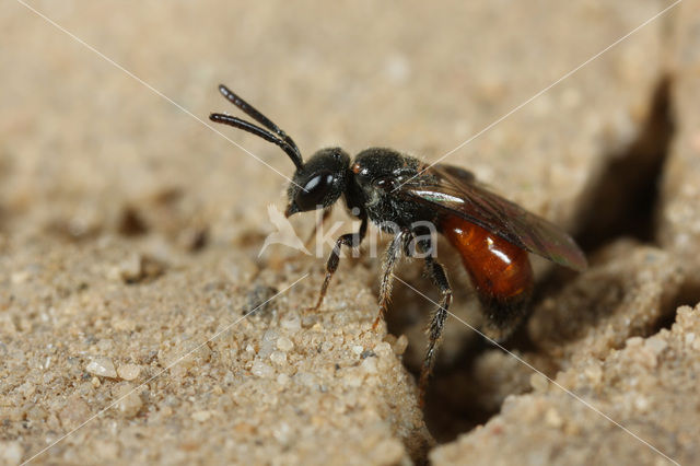 Glanzende dwergbloedbij (Sphecodes geoffrellus)