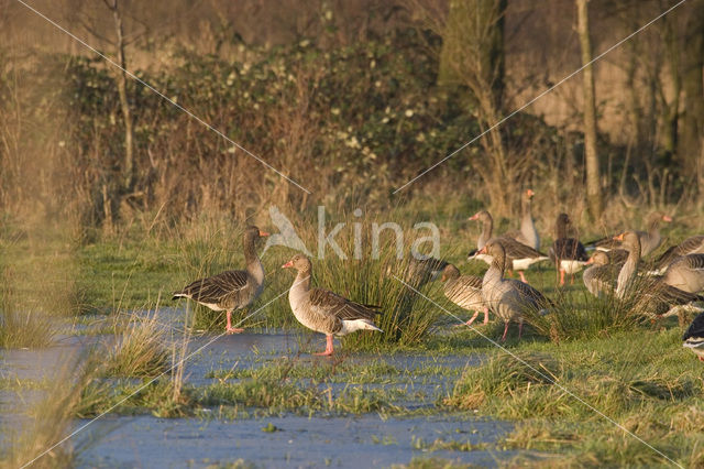 Grauwe Gans (Anser anser)