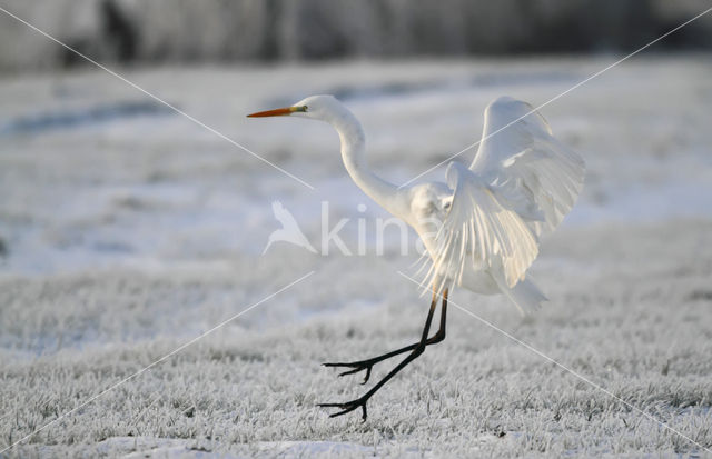 Grote zilverreiger (Casmerodius albus)