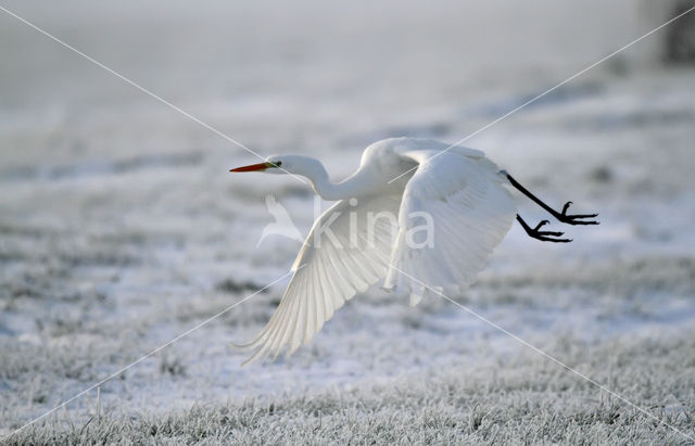 Grote zilverreiger (Casmerodius albus)