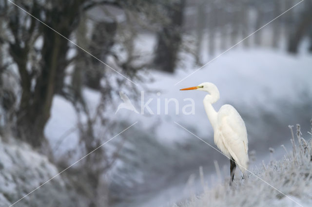 Grote zilverreiger (Casmerodius albus)