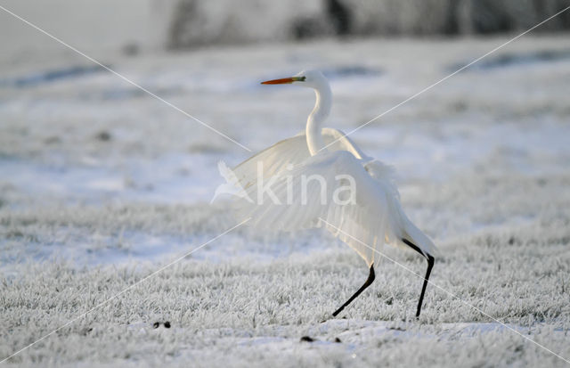 Grote zilverreiger (Casmerodius albus)