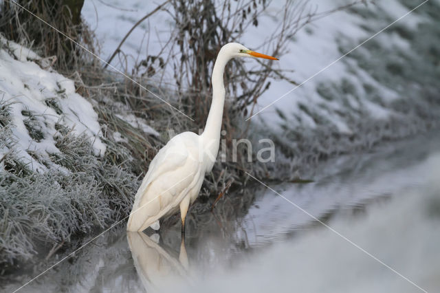 Grote zilverreiger (Casmerodius albus)