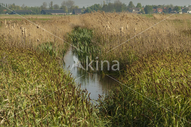 Ilperveld