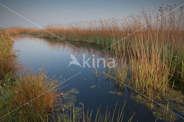 Ilperveld